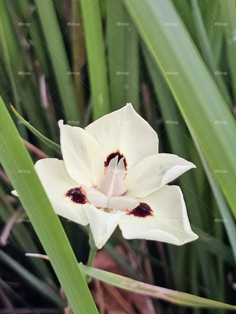 Dietes bicolor, the African iris, also called fortnight lily, is often used in public gardens, beautification of commercial premises, and along roadsides.