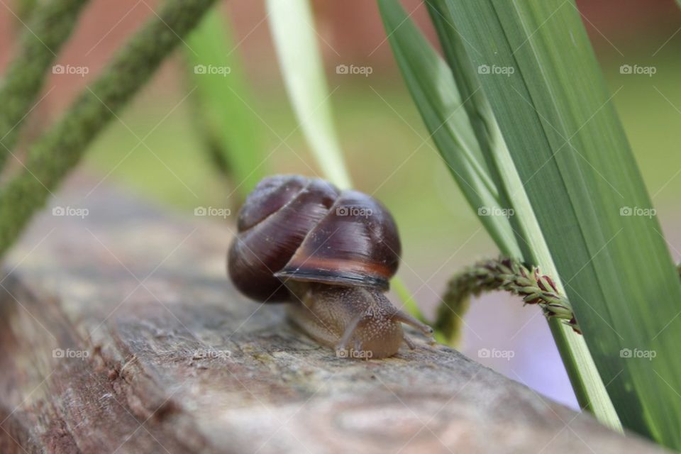 Crawling snail