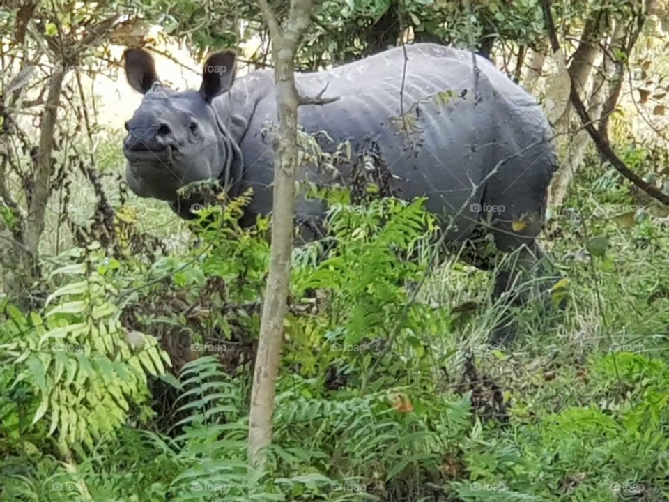 World Famous rare One Horned Rhino