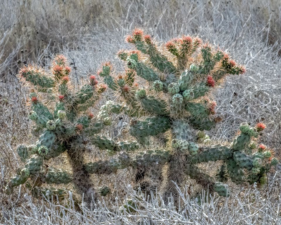Backlit cactus 