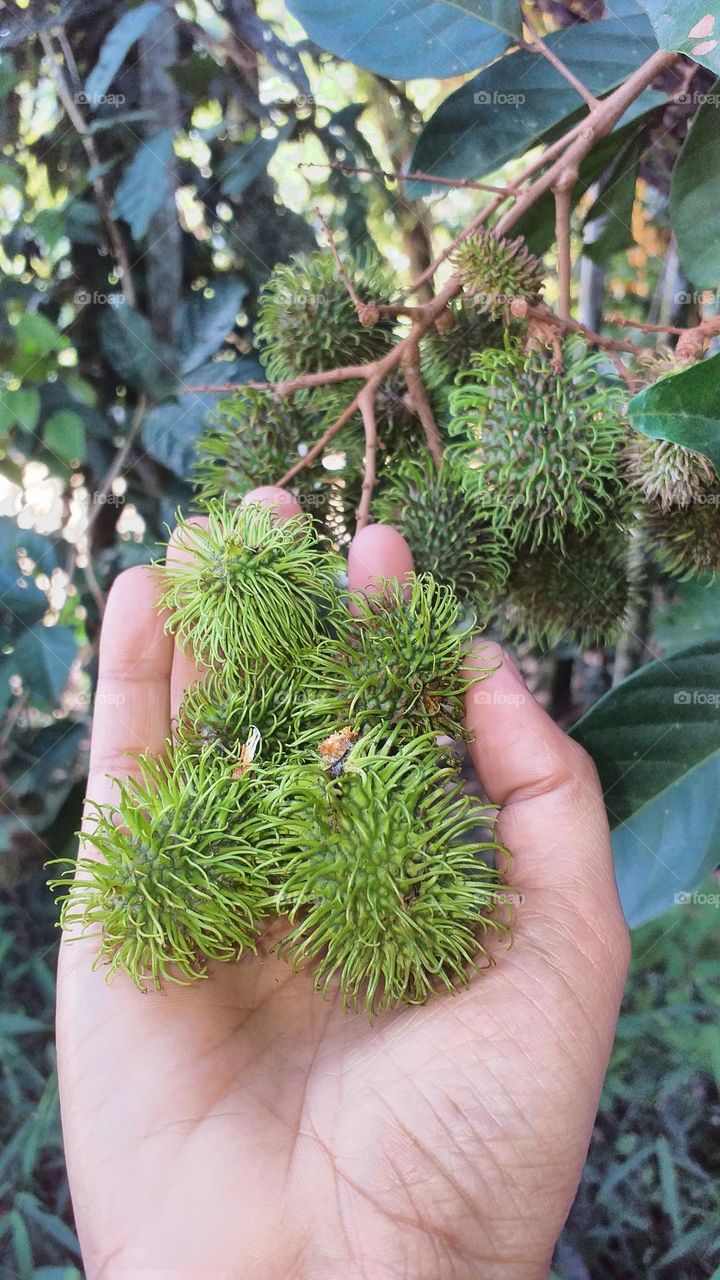 Fruits - Rambutan