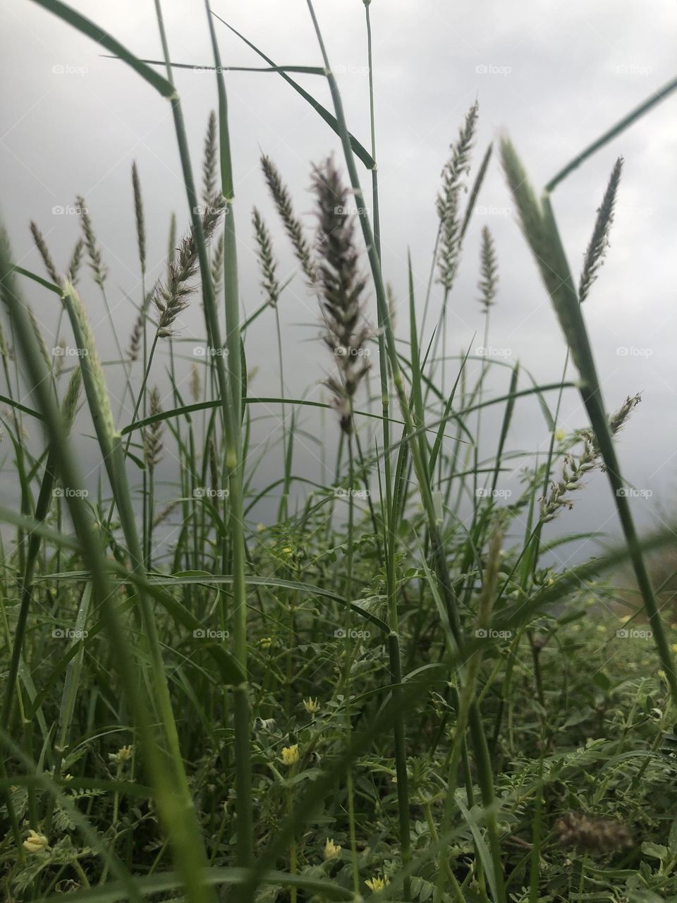 herbs Grass‘picture 