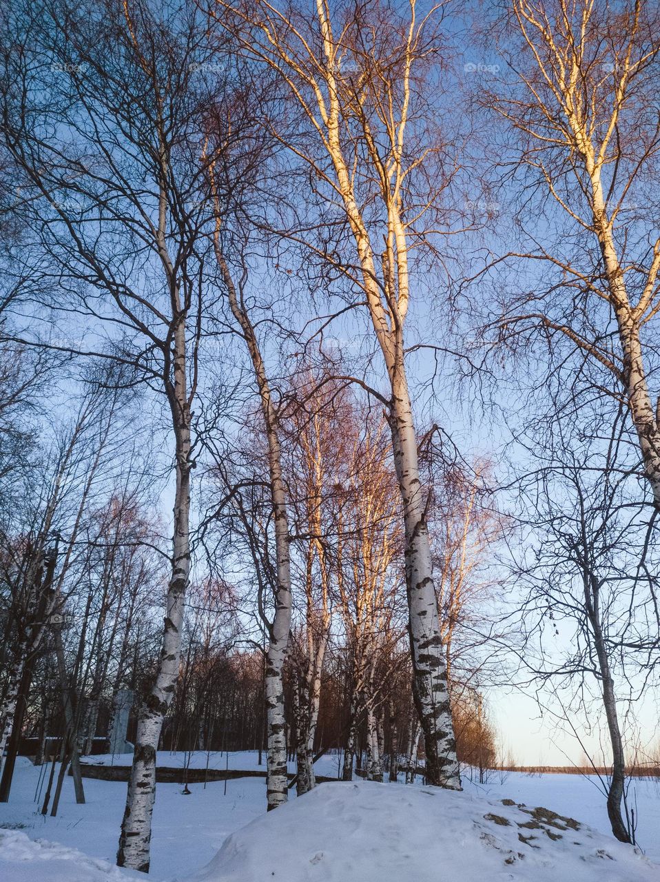 Trees in the sunset