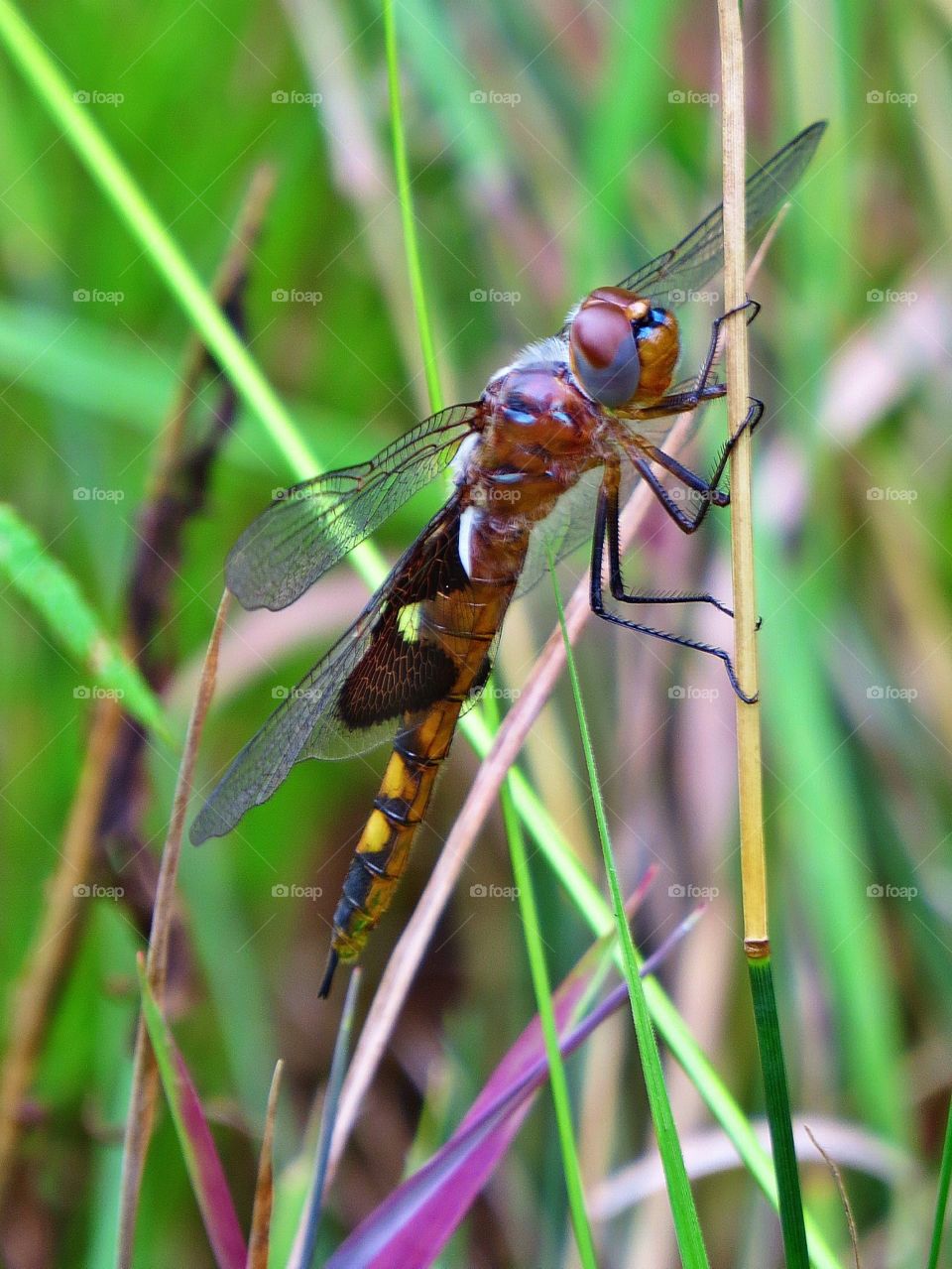 Dragonfly. Dragonfly