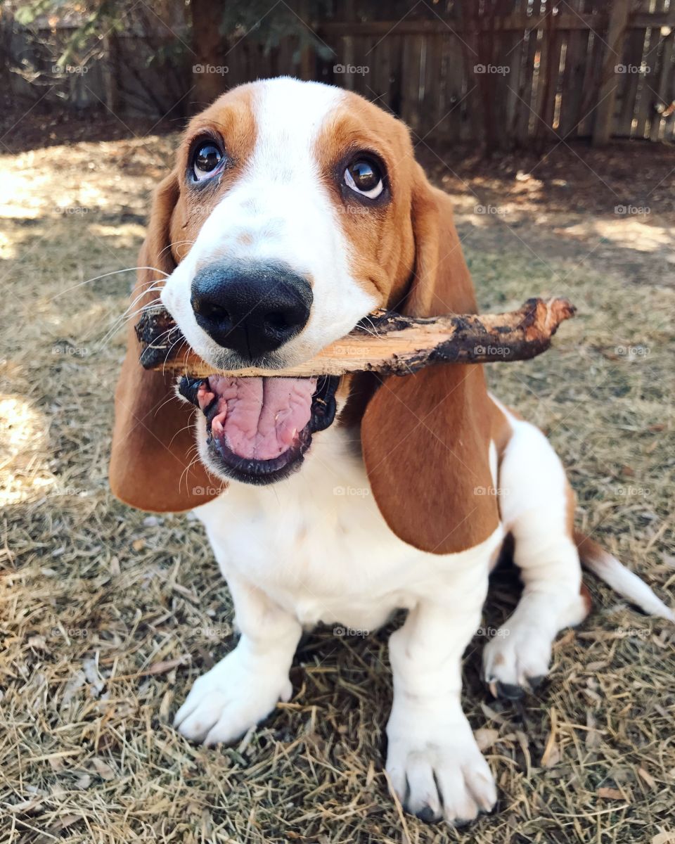 My favorite stick 
