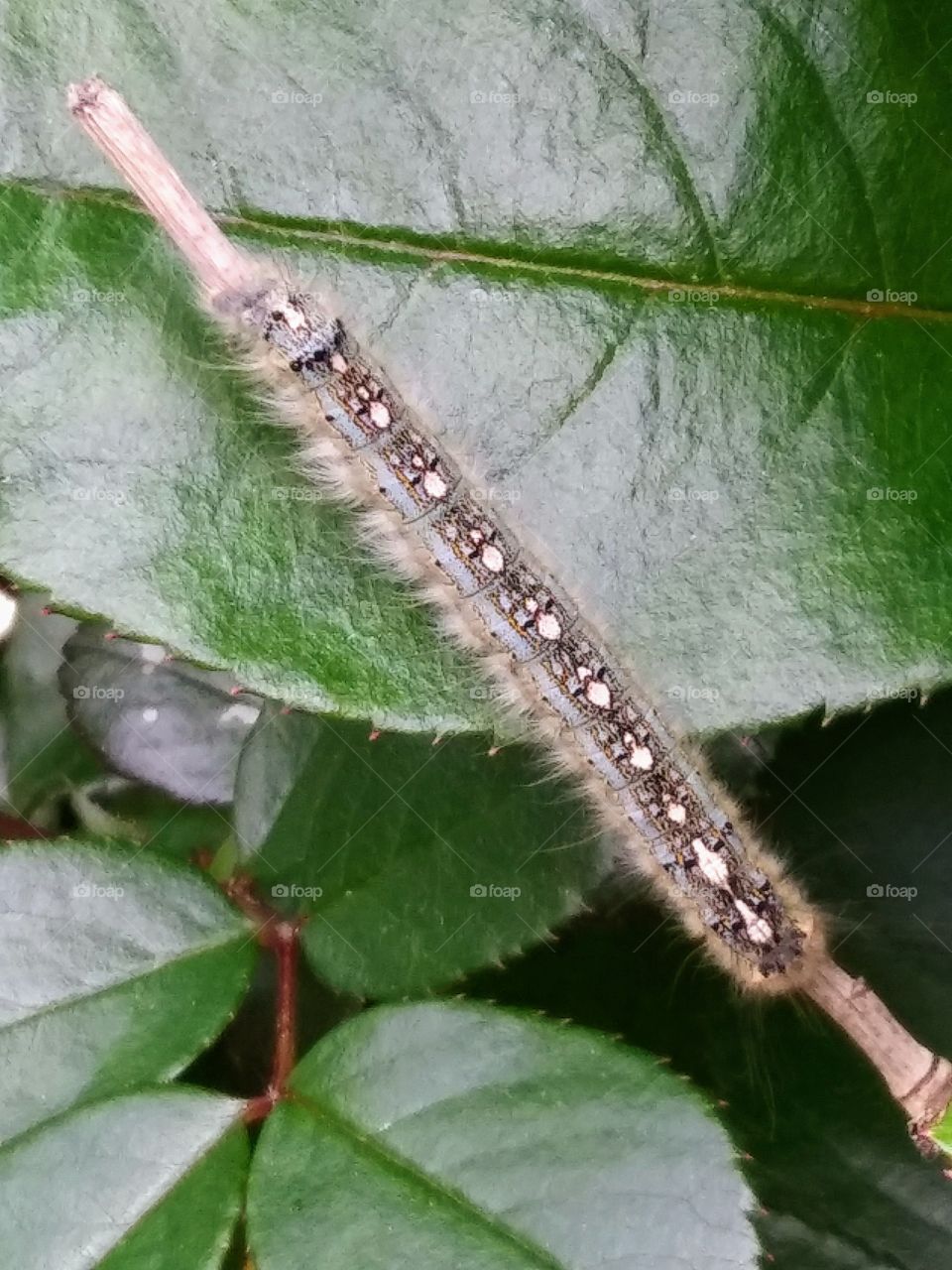 catapillar on a stem