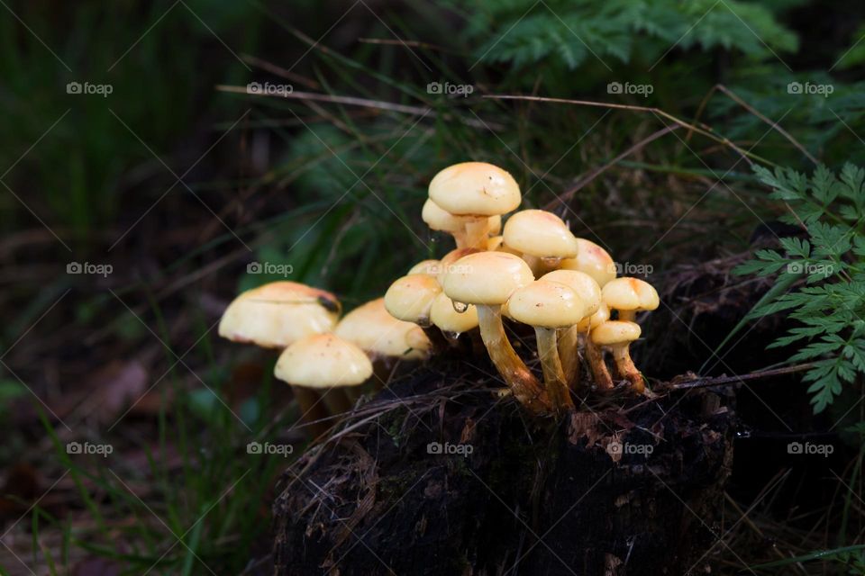 Mushrooms wet by raindrops growing outdoors on an old log in a dark forest at fall 