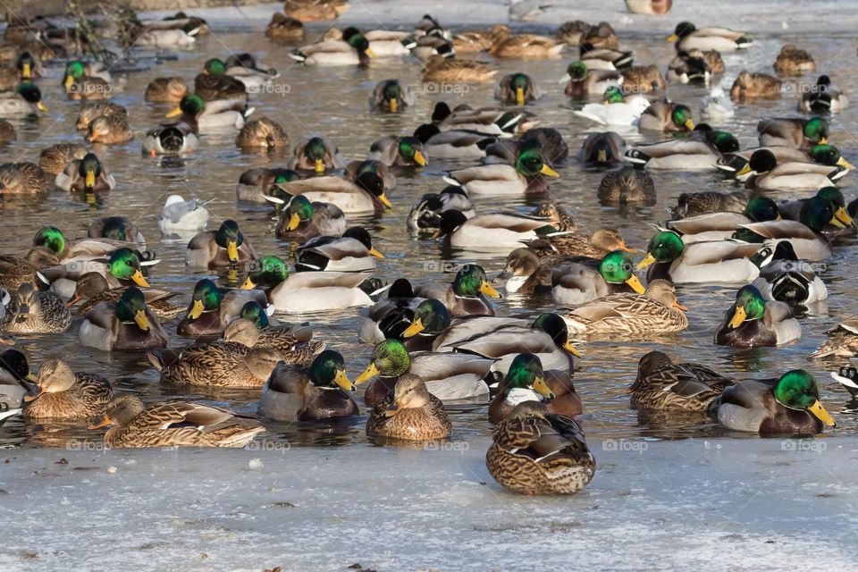 A flock of mallard ducks swimming together in a crowded pond on a sunny winter day 
