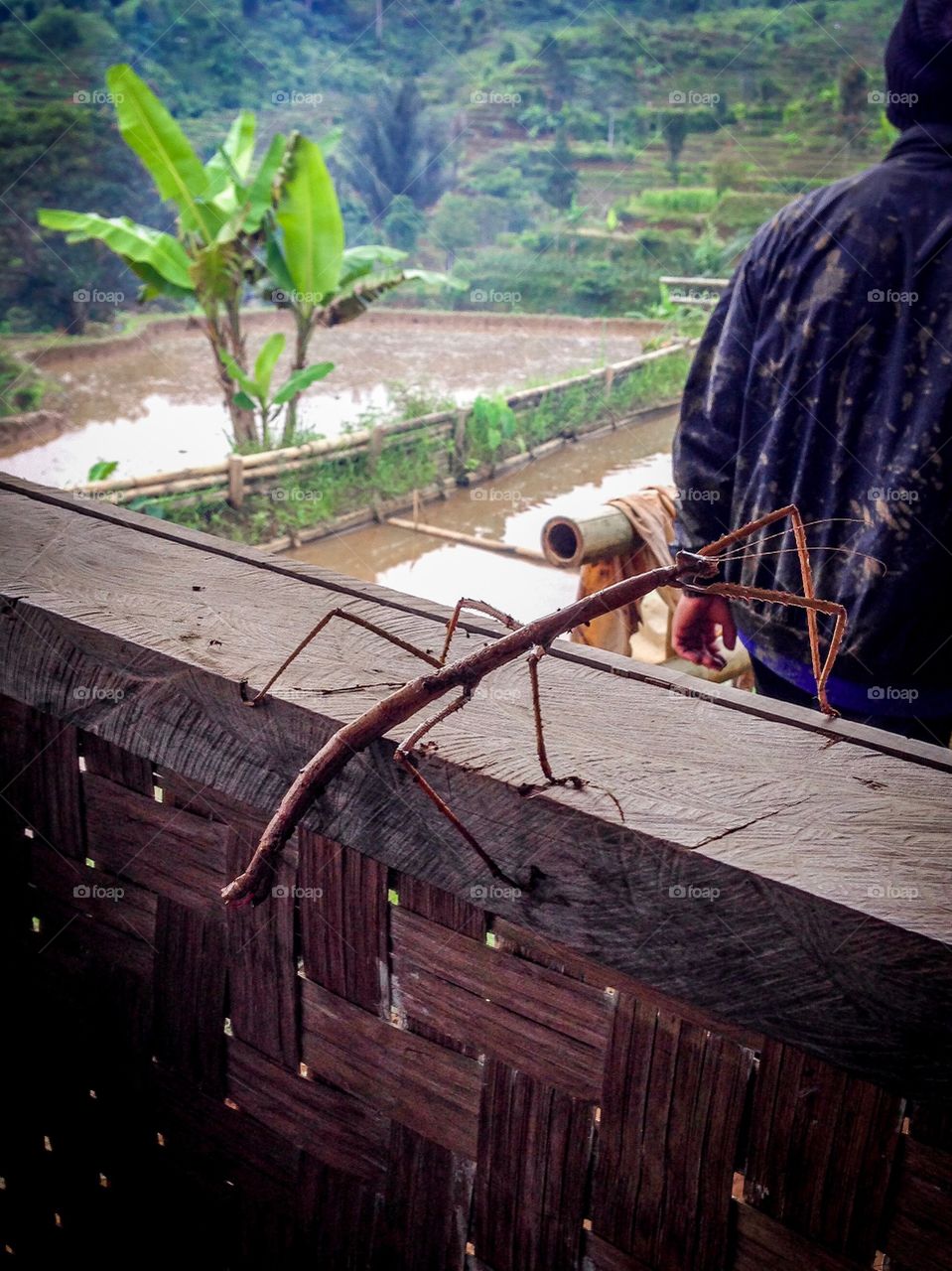 Walking stick insect 