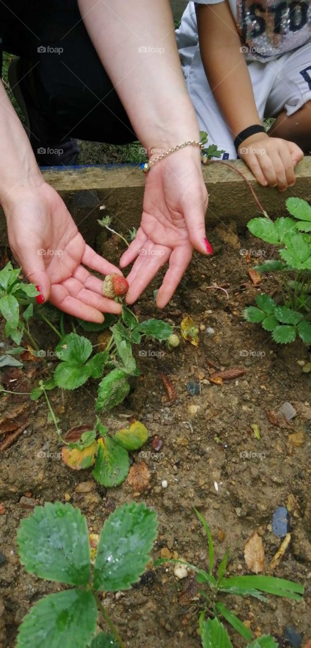 strawberry garden activity with children , green leaves, just appearing berry