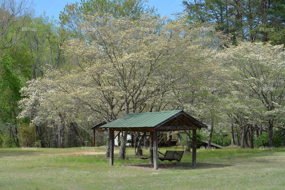 Dogwood Trees Blooming beside A Wooden Swing