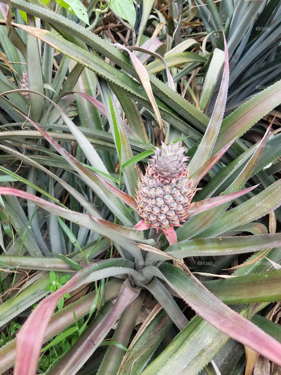 pineapple in progress