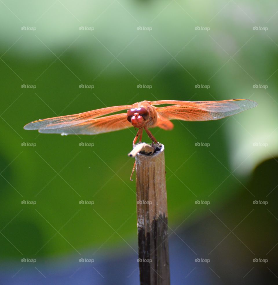Red Wing dragonfly resting on a twig in duck pond
