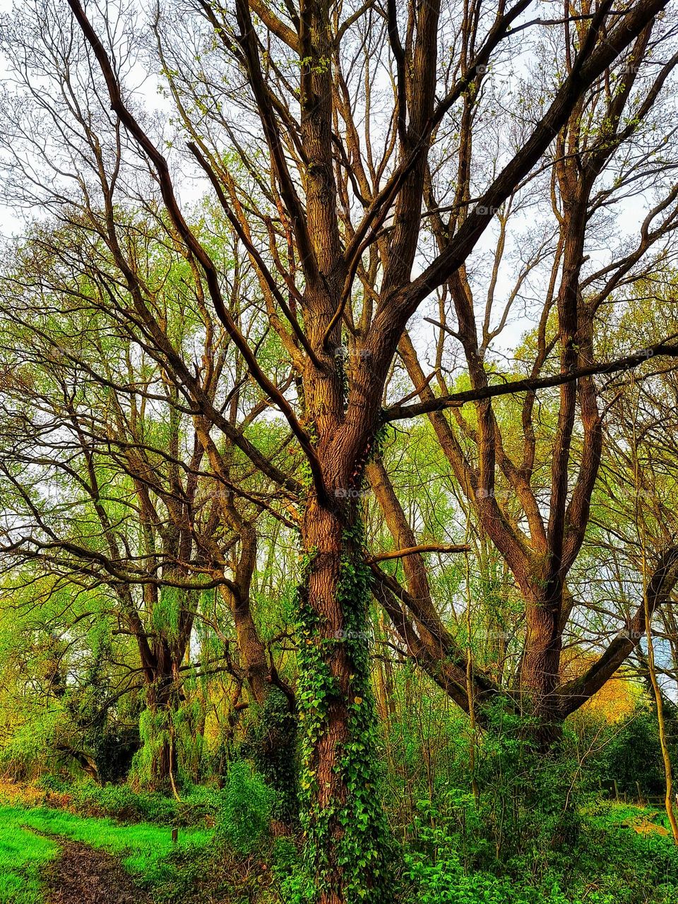 Image of trees in Bourne Woods, Colchester, UK showing bright green spring foliage