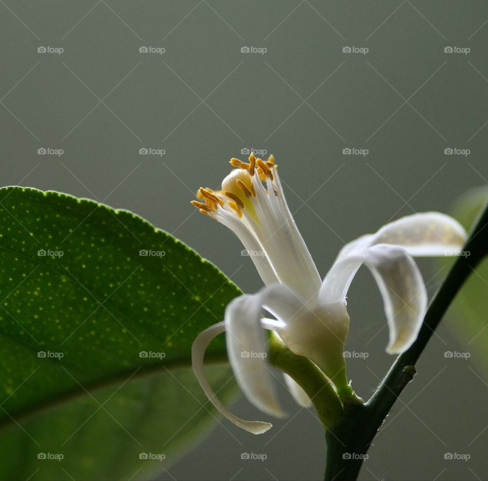 Lemon flower