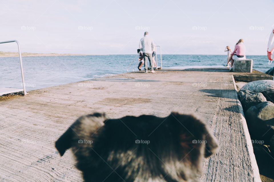 Dog watching over his family by the beach