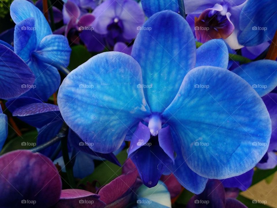 So Blue Orchid