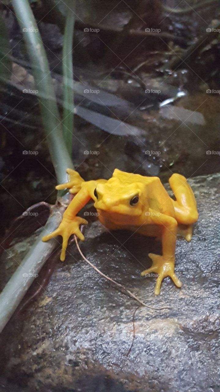 grumpy frog