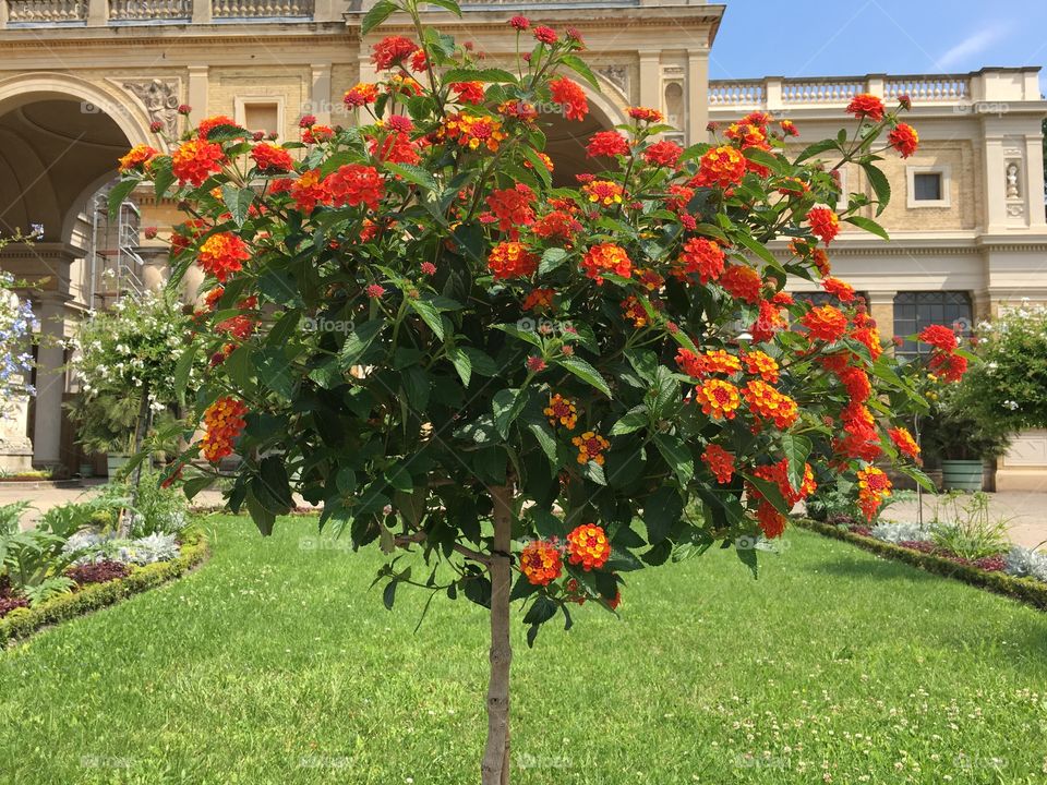 Red and orange flower tree
