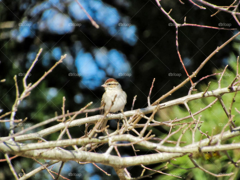 finch bird perched on mossy branch