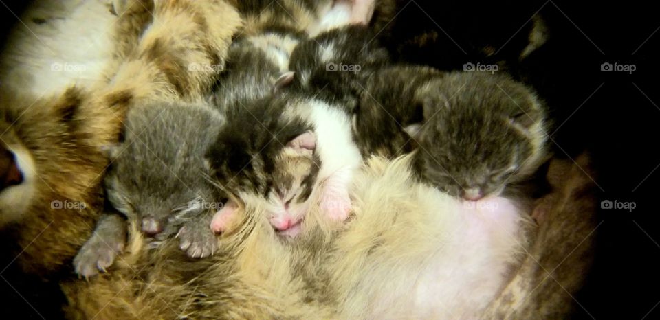 kittens nursing