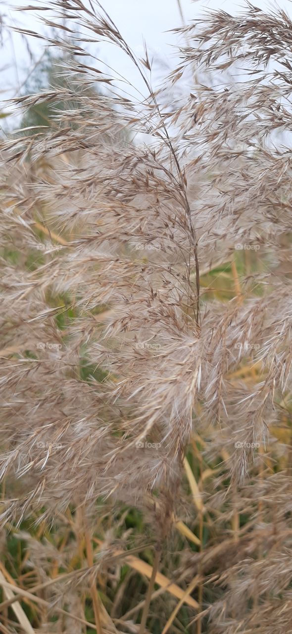 Fluffy grass