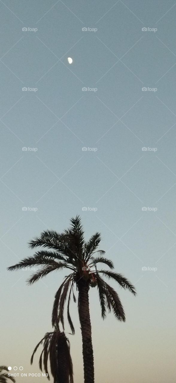 beautiful palm tree and splendid moon.