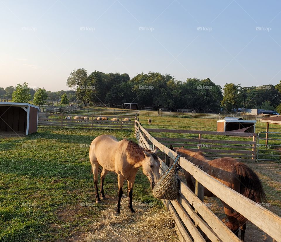 Horses at a Farm