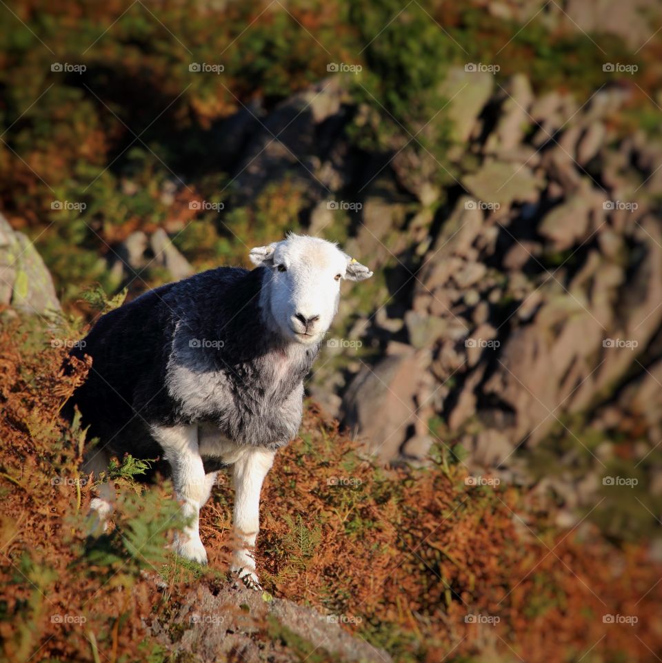 Close-up of herdwick sheep