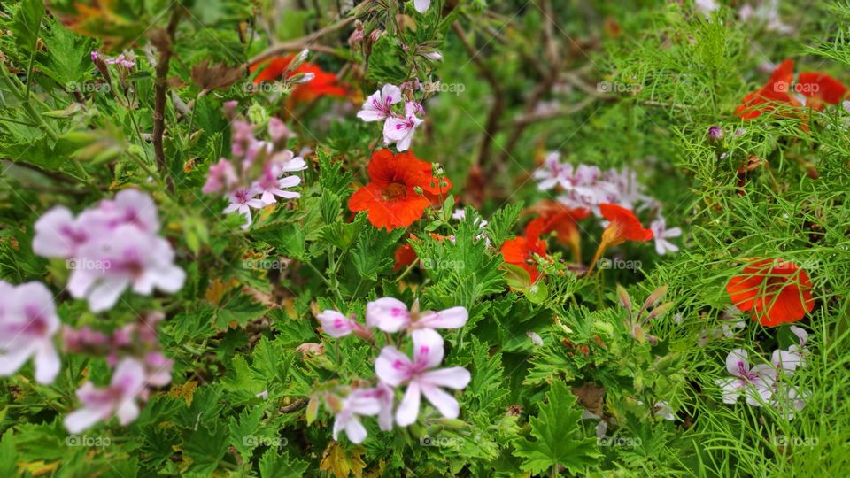 Tropaeolum majus and Pelargonium graveolens.
