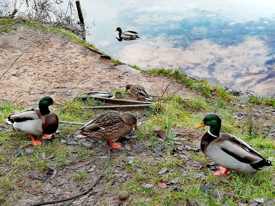 A group of ducks on the bank of a lake