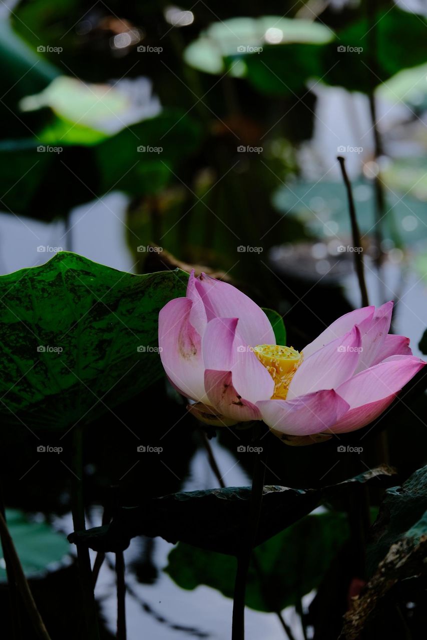 lotus flower blooming in summer pond with green leaves as background