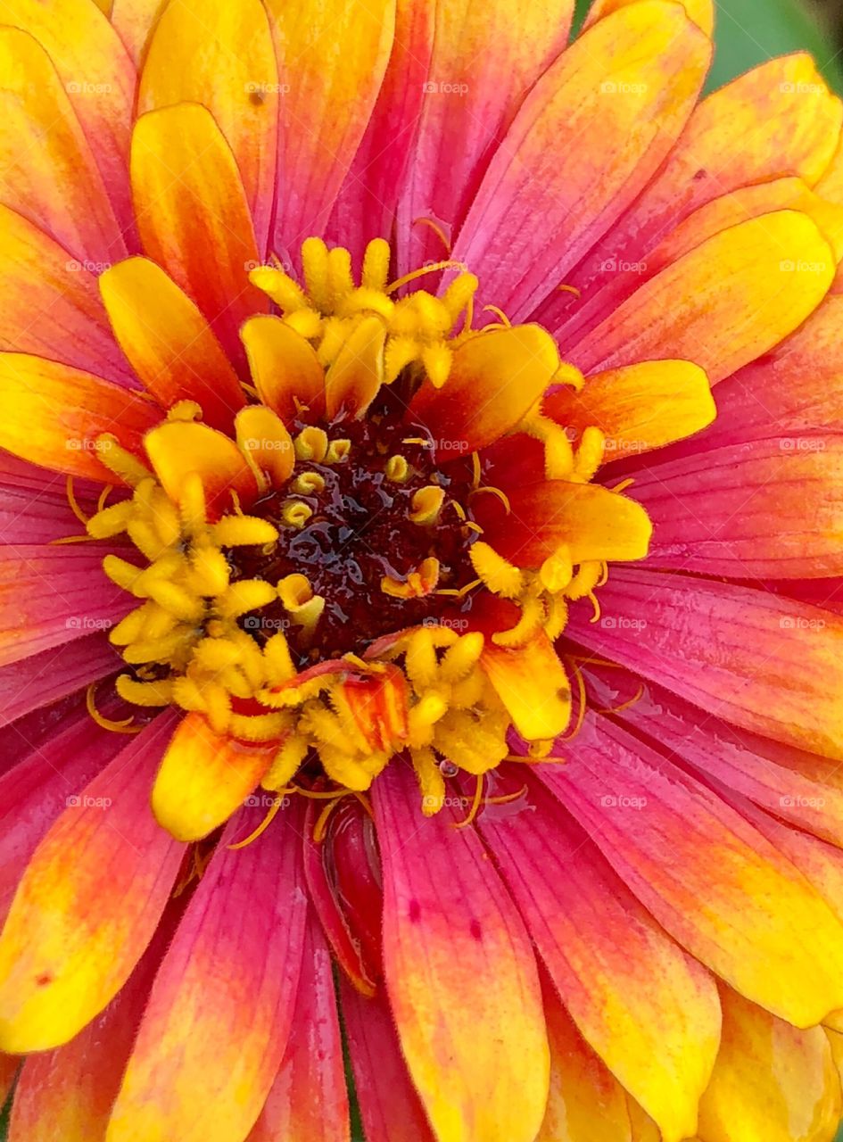 Beautiful flower close up 