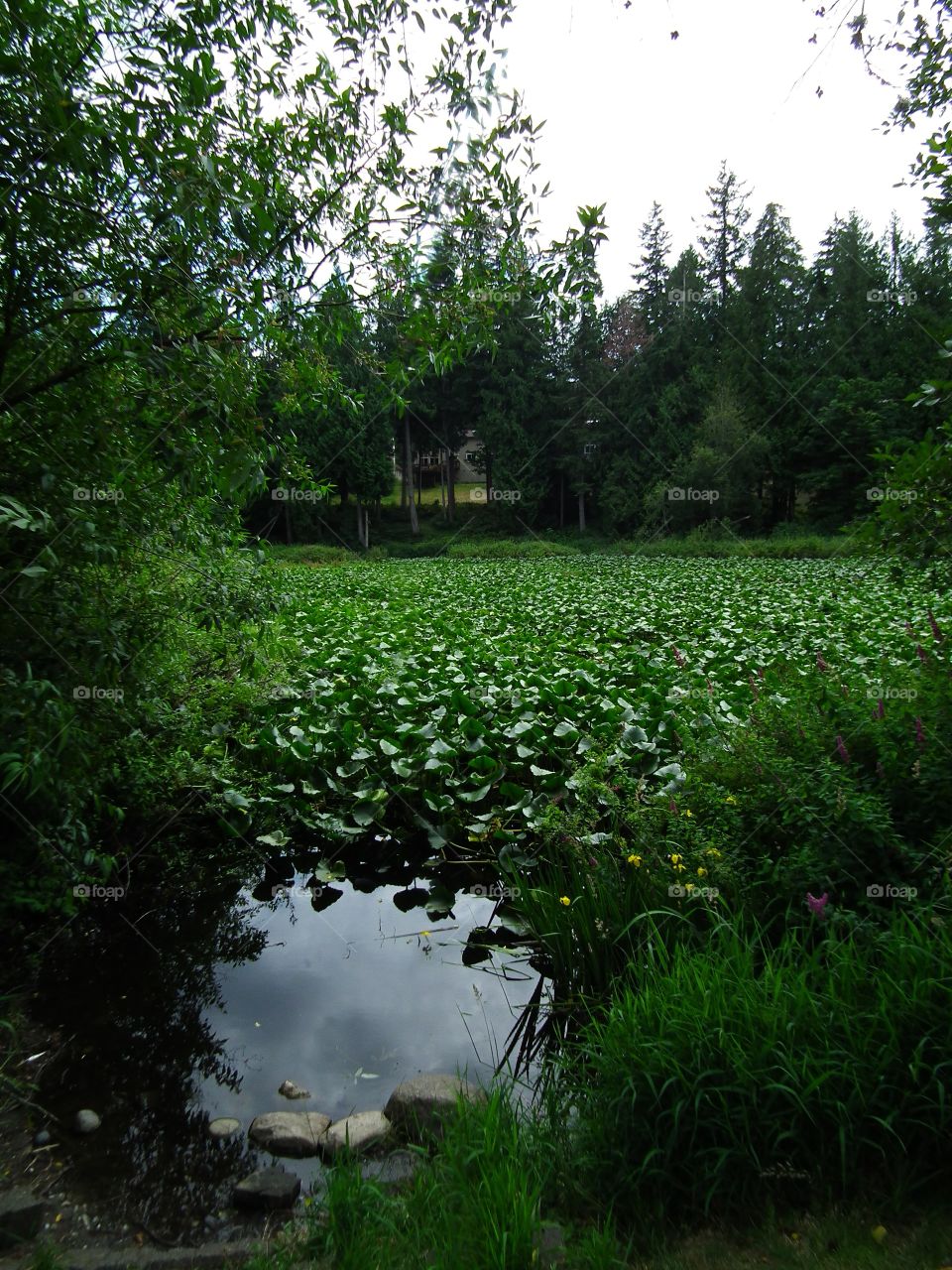 pond