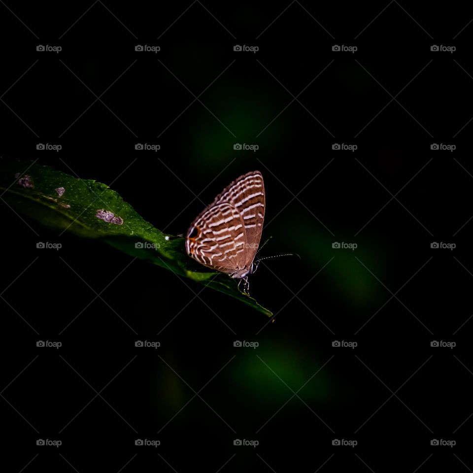 Butterfly sitting on leaf