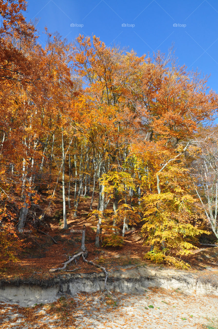 Autumn trees 