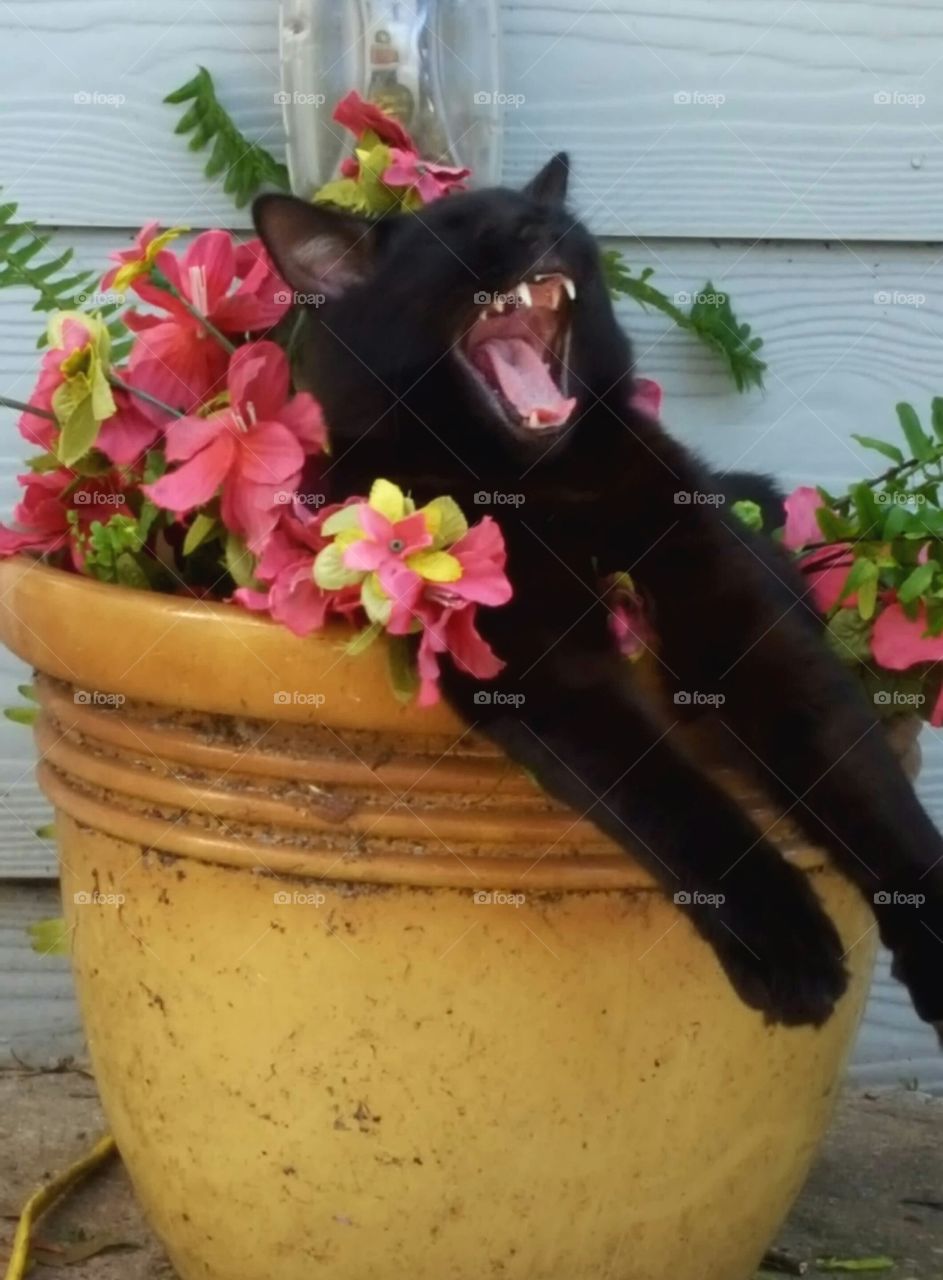 Bob in flower pot