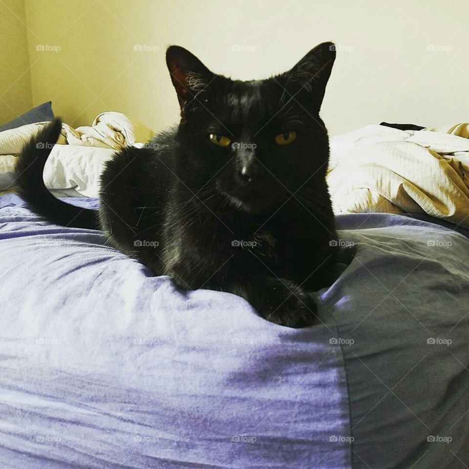 Sabrina posing - adorable black cat