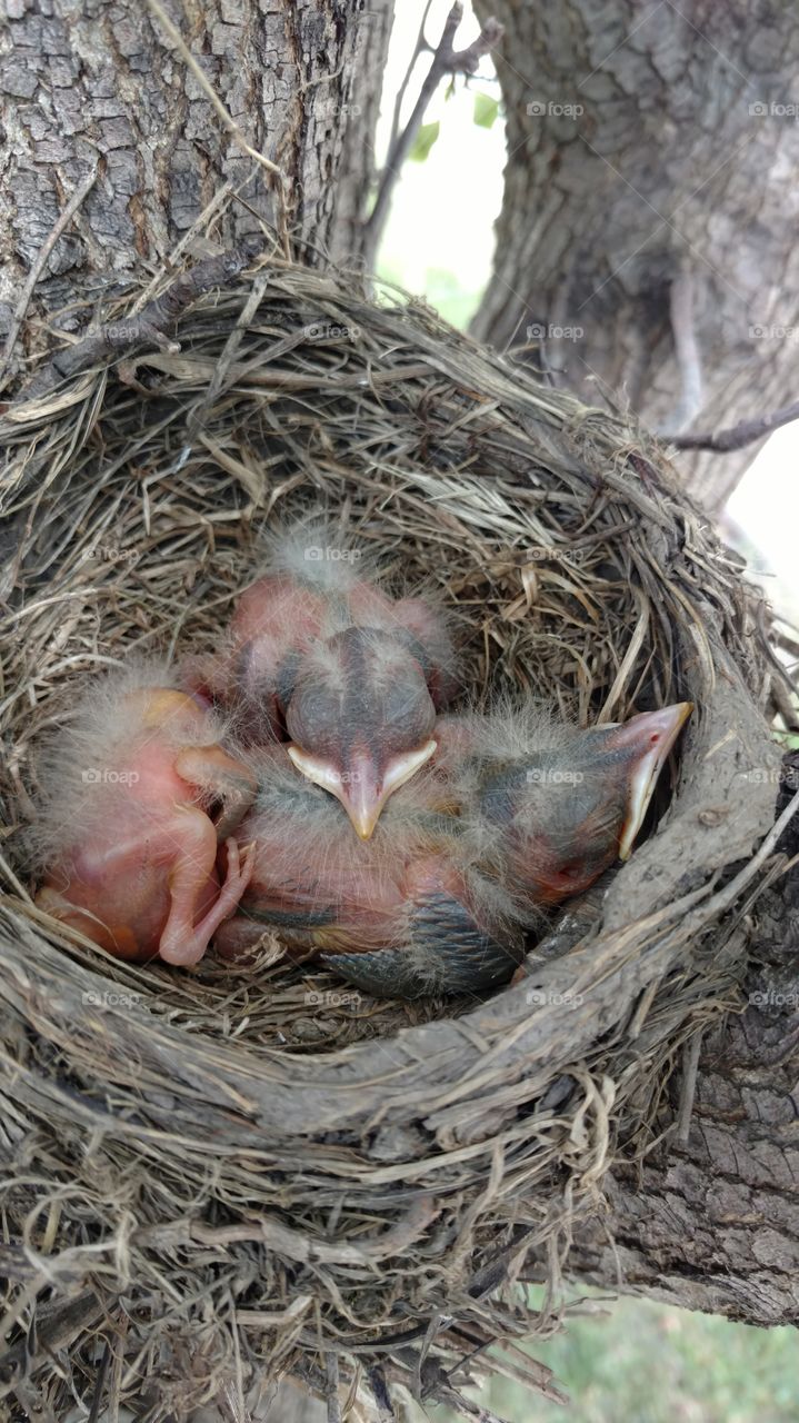 First sign of spring! Baby Robins