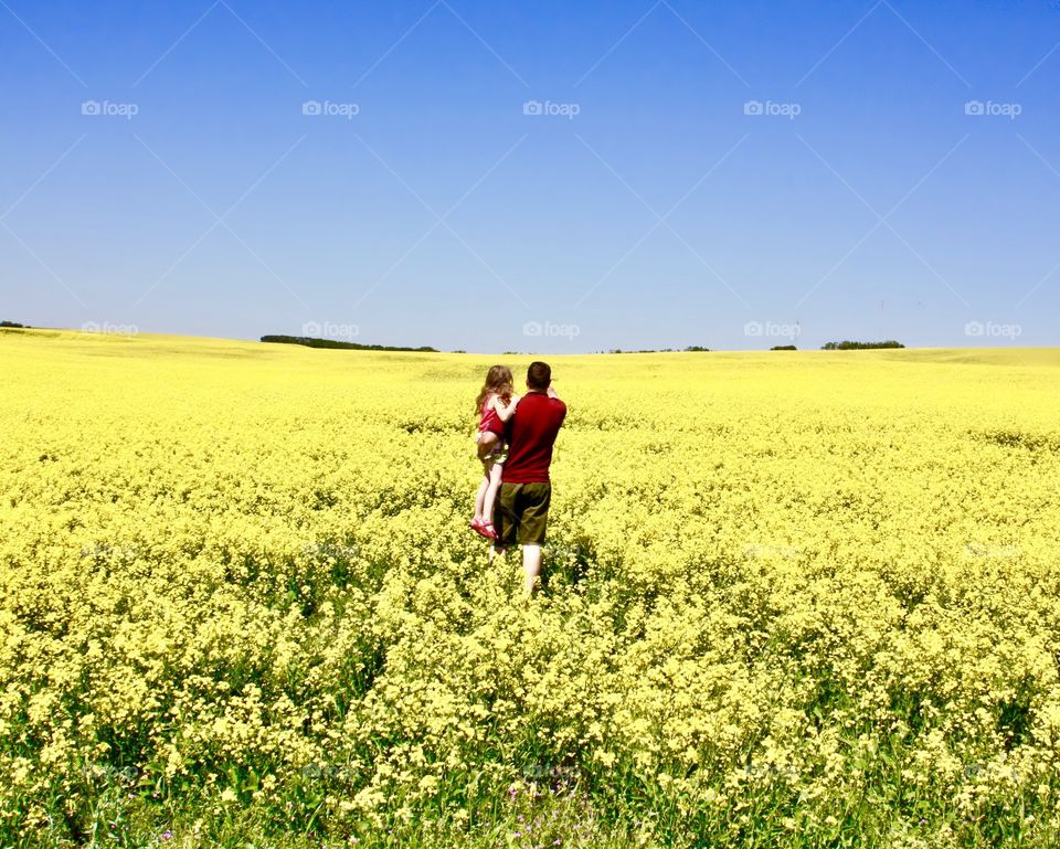 Dad and daughter stroll through colourful rapeseed field 