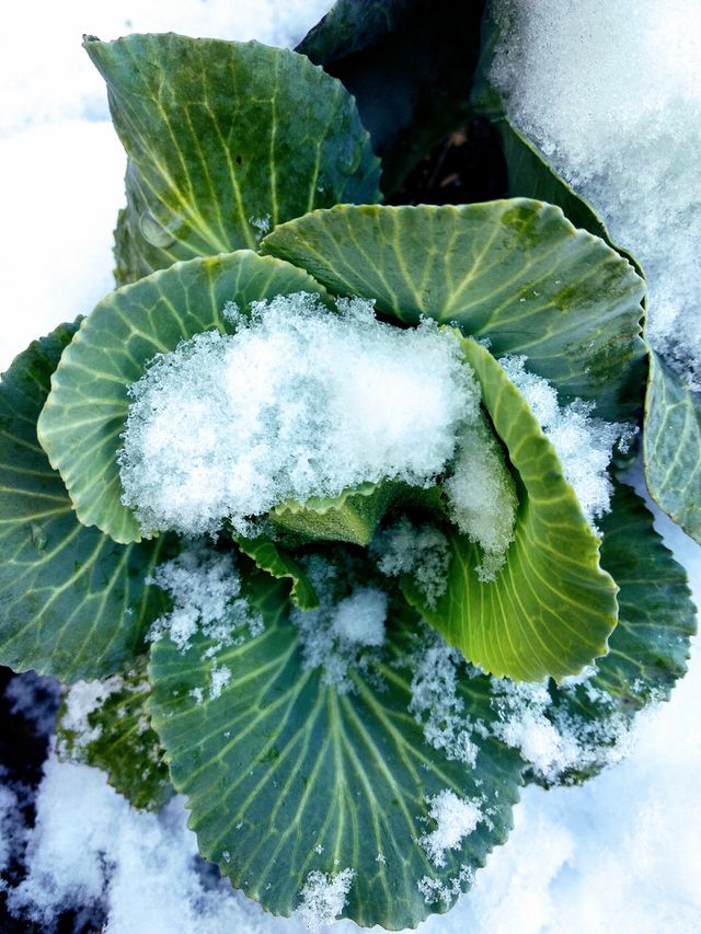 Cabbage in the winter