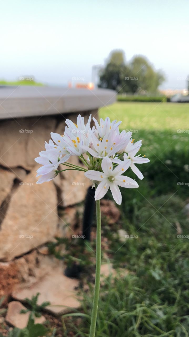 Beautiful white flower 