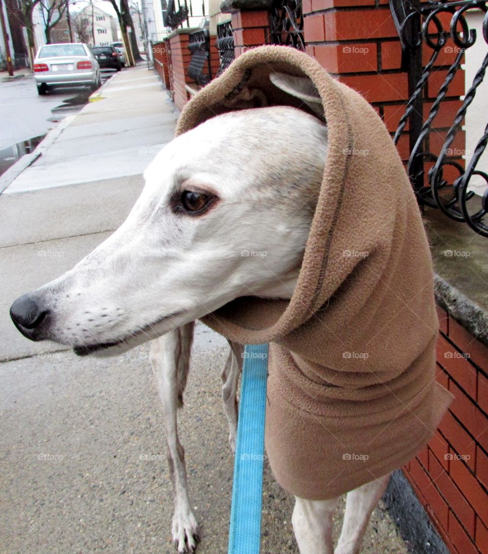 Hooded Greyhound