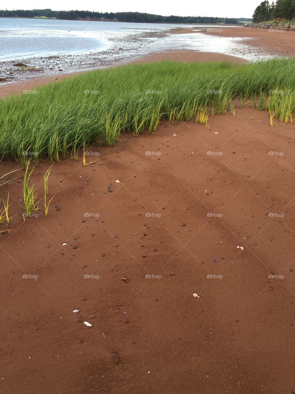 Sea grass in red sand
