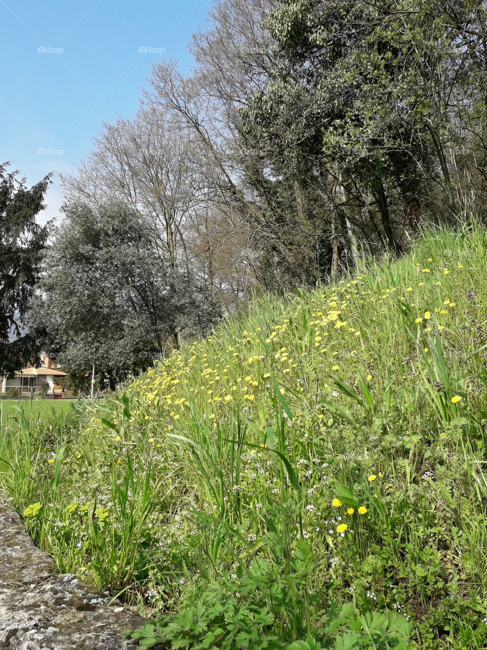 springtime in the wood