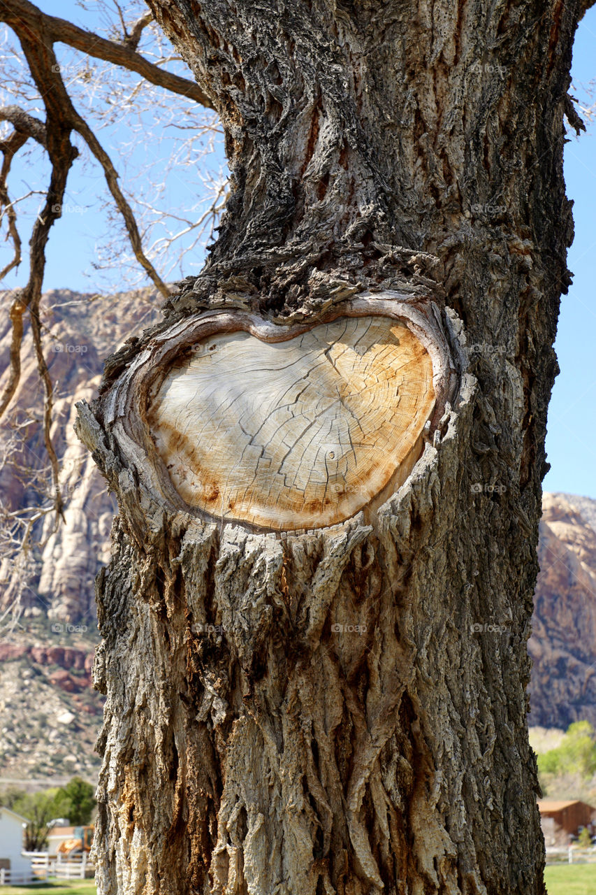 Heart tree