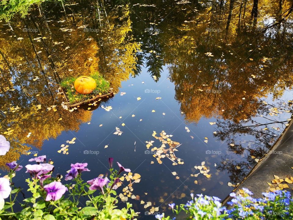 Autumn in the river !