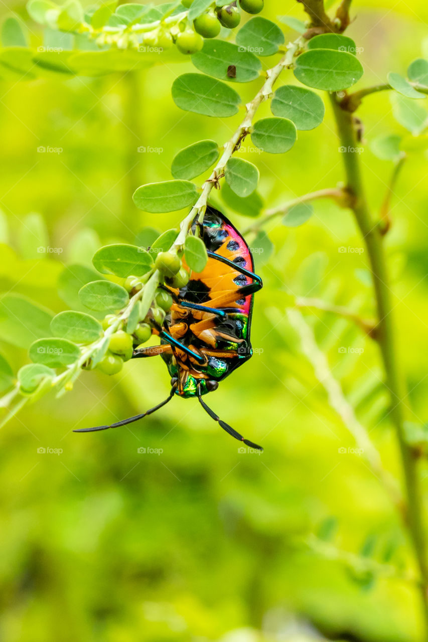 Green Jewel Bug