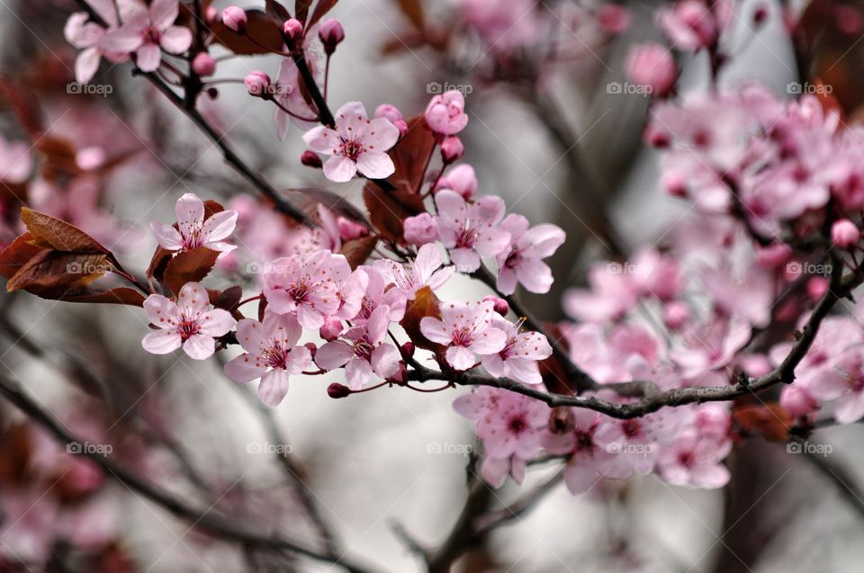 Cherry, Branch, Flower, Tree, Nature