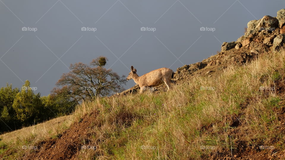 Animals in spring